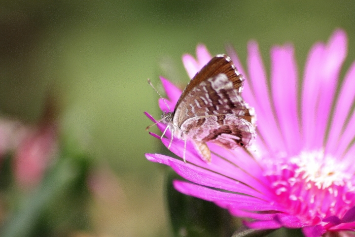 Cacyreus marshalli